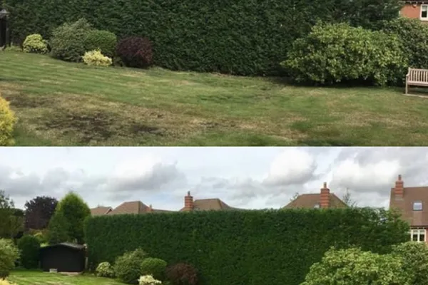Hedge trimming before and after by Forth Tree Garden Landscaping