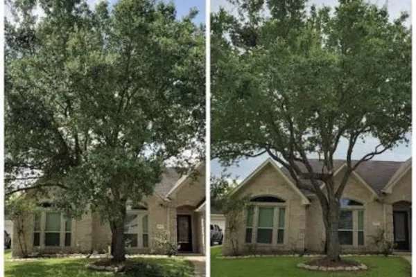 Tree crown reduction before and after by Forth Tree Garden Landscaping