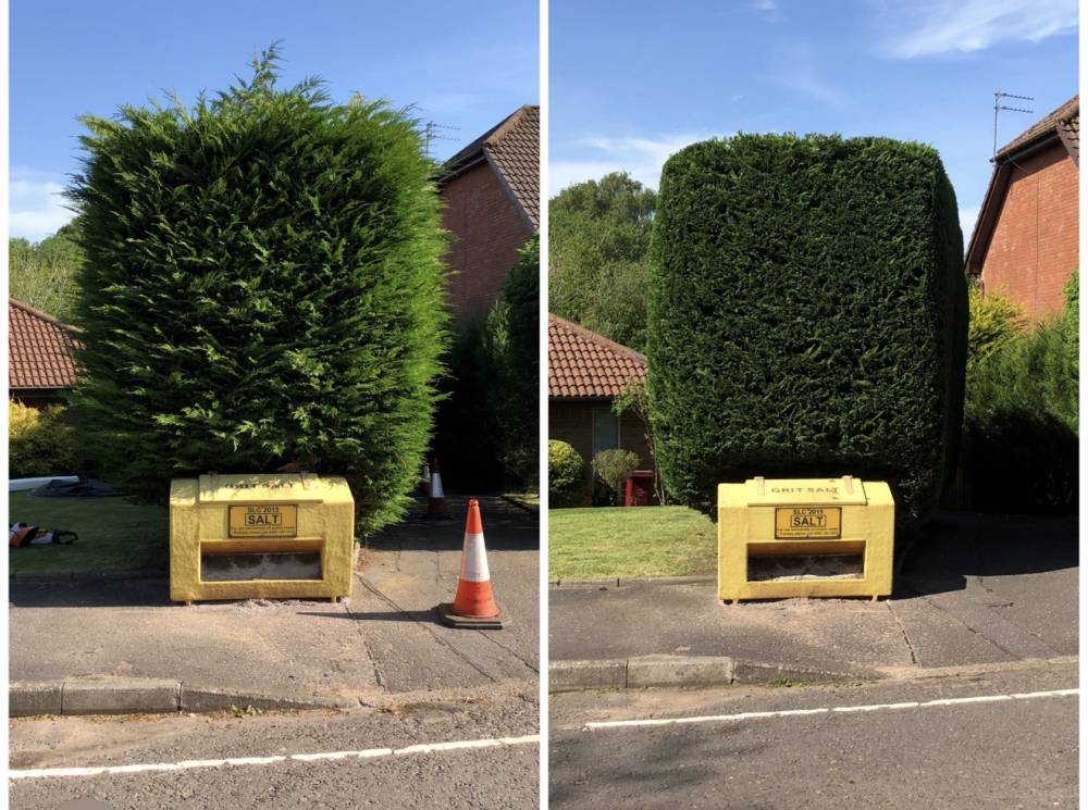 Conifer hedge trimming before and after