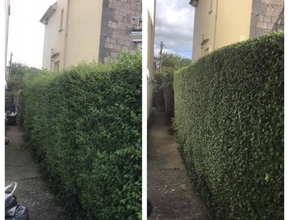 Side path hedge trimming before and after in Clackmannanshire