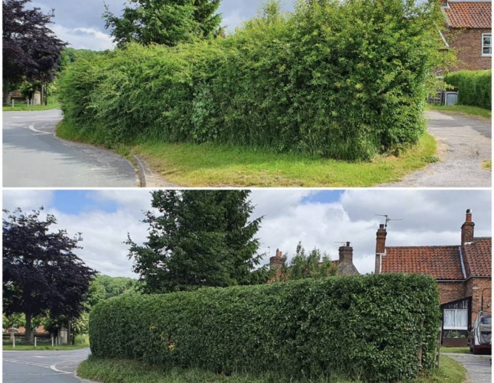 Overgrown hedge trimming before and after result