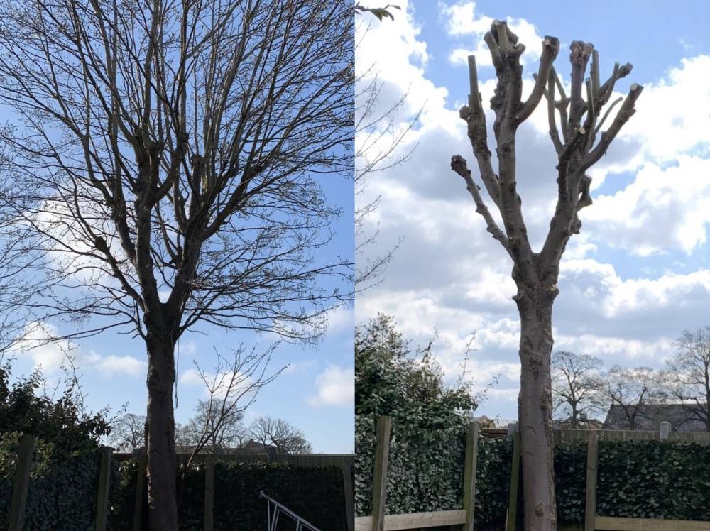 Tree crown reduction showing clean shape